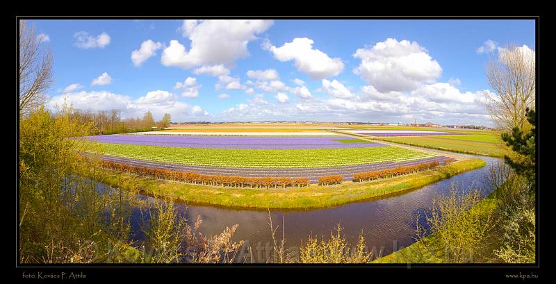 Keukenhof Hollandia 094.jpg